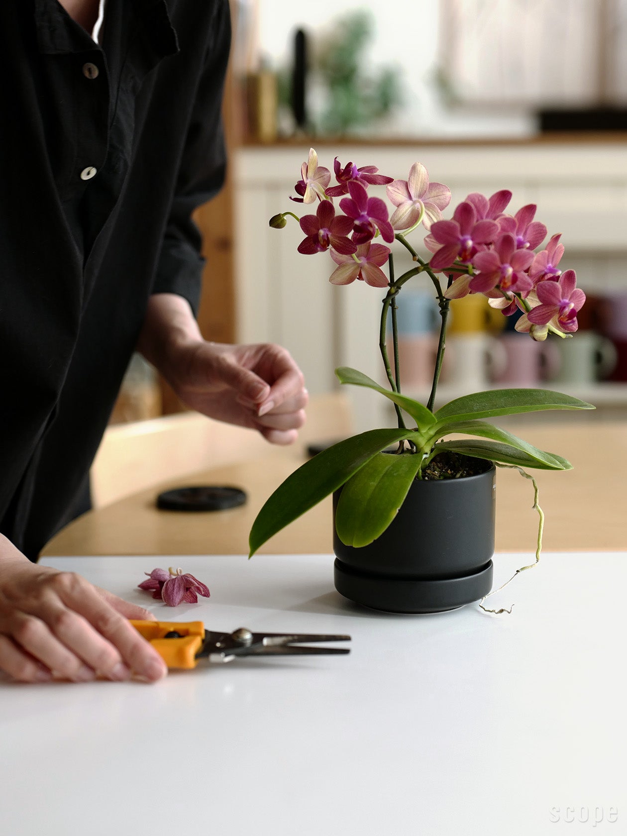SN プラントポット11cmに胡蝶蘭を植えたところ