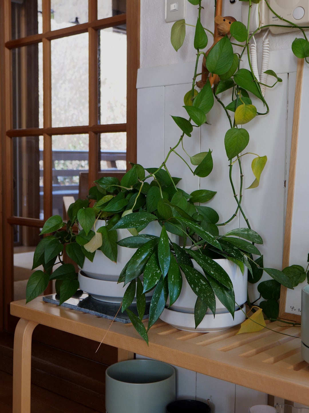 SN プラントポット | Arabia (アラビア)