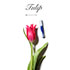 チューリップ