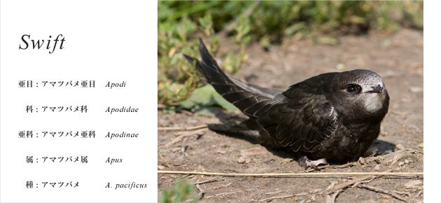 【販売終了】 iittala Birds by Toikka Swift (Tacoma Bird 2009)