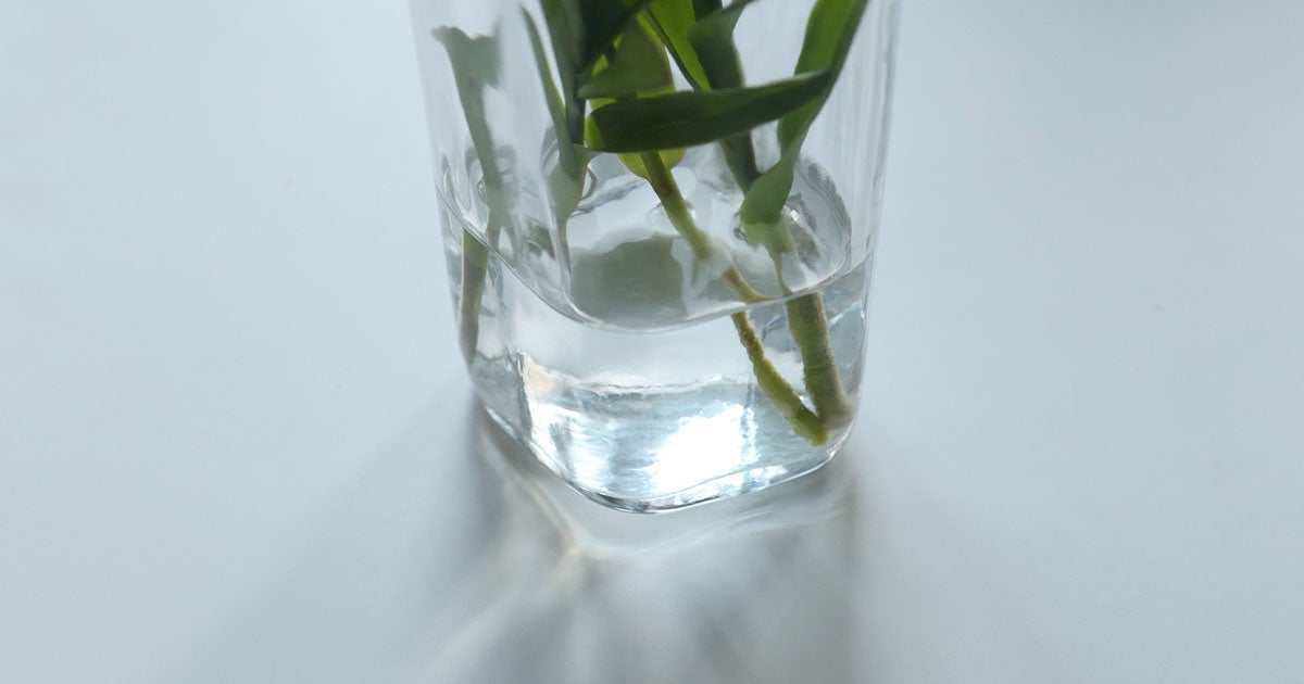 Alvar Aalto Collection | ベース250mm クリア | iittala