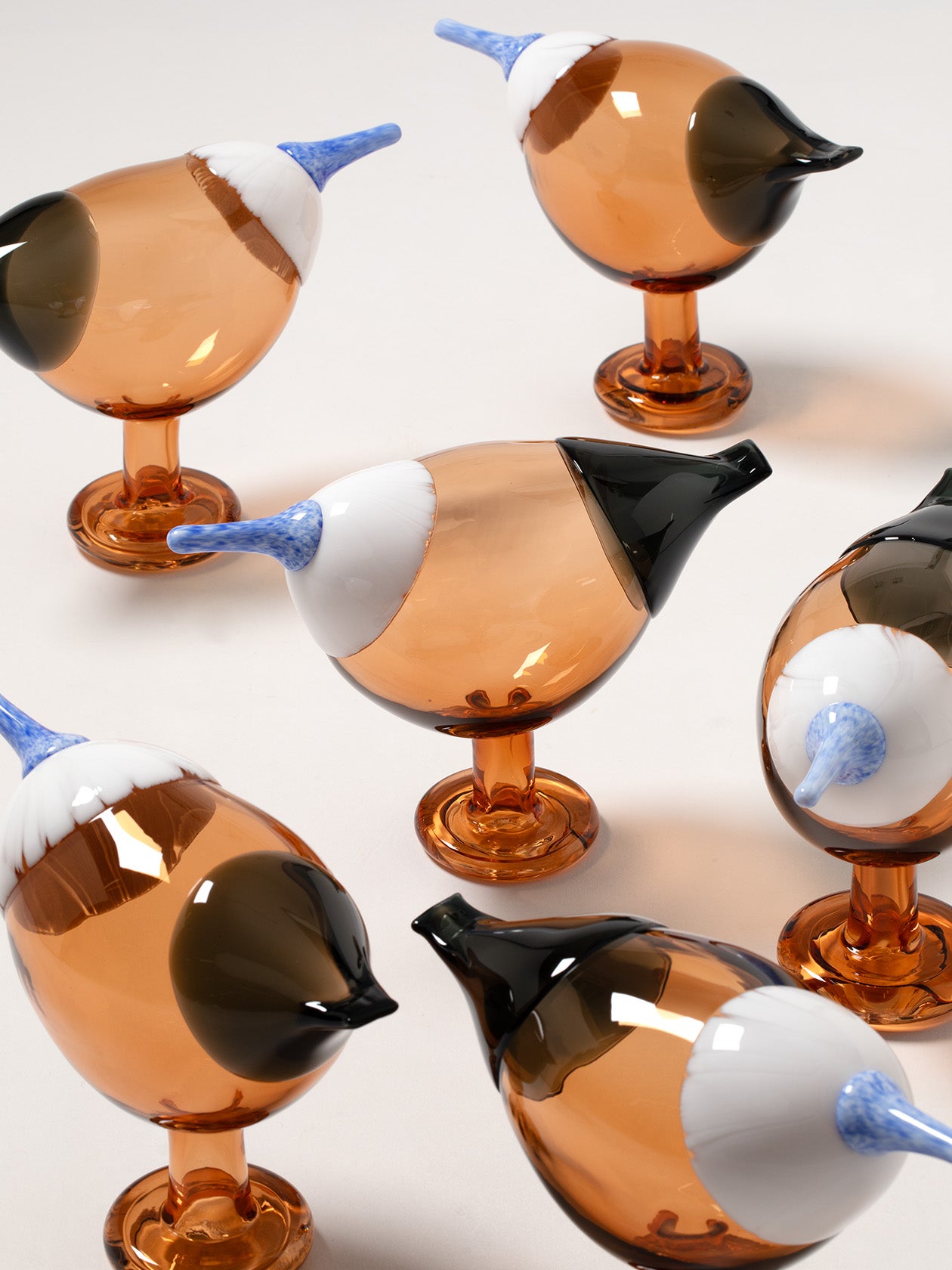 複数のBlue Magpie セビリアオレンジ