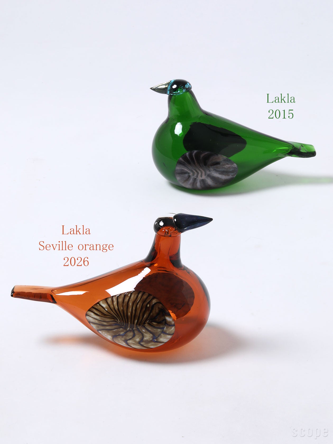 2026年アニュアルバード。透明な頭部と複雑な羽模様が特徴的なラクラ