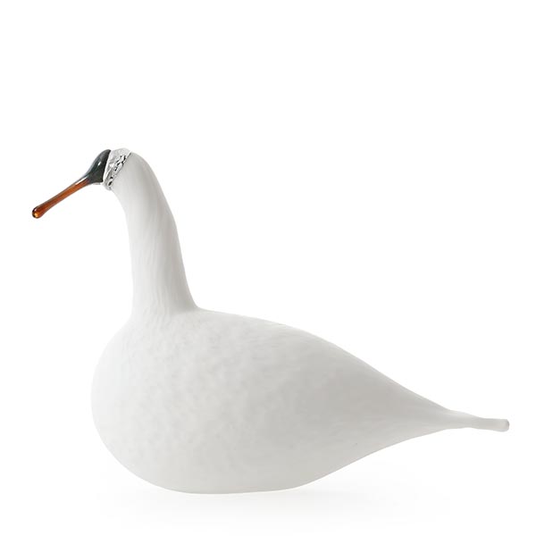 
Whooper Swan