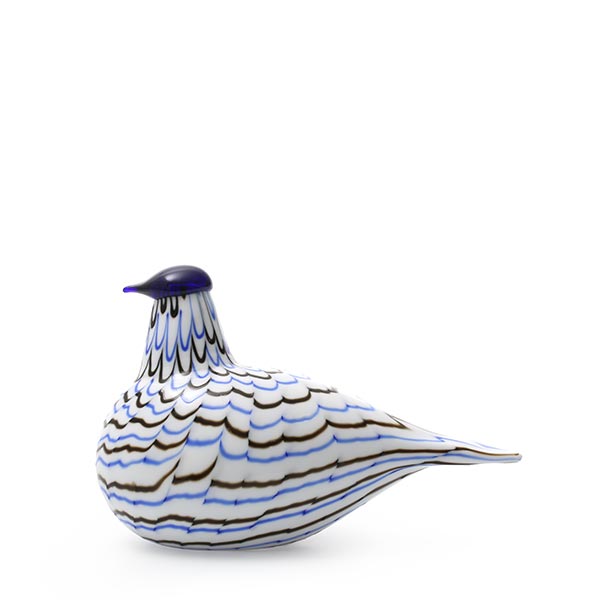 Blue Charadrius