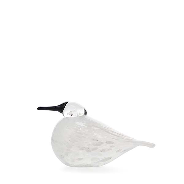 Snow Finch