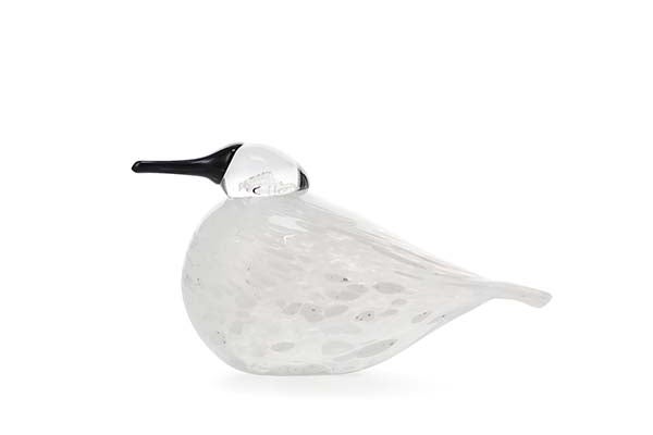 Snow Finch