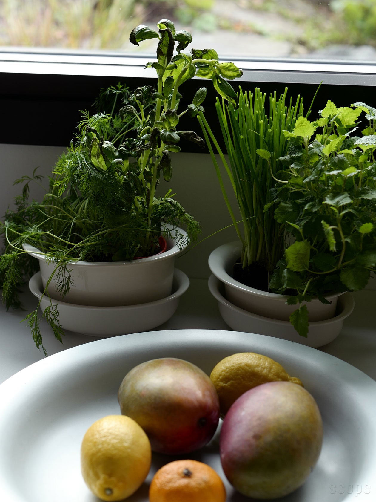 買ってきたハーブをそのままポットごと収めても絵になる