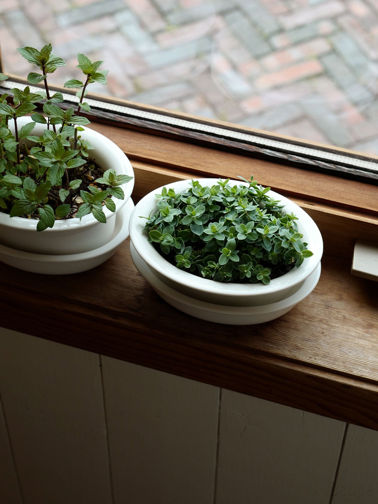 PIENIWA ロー。草丈の低い植物や多肉植物にも最適