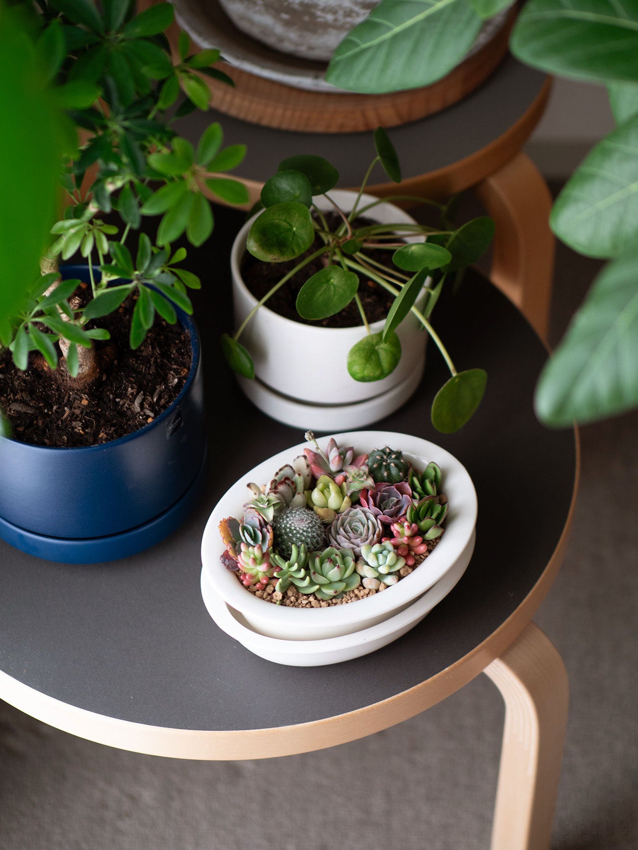 シコタンハコベを植えたロータイプ。小さなスペースで緑を楽しむ新しい形