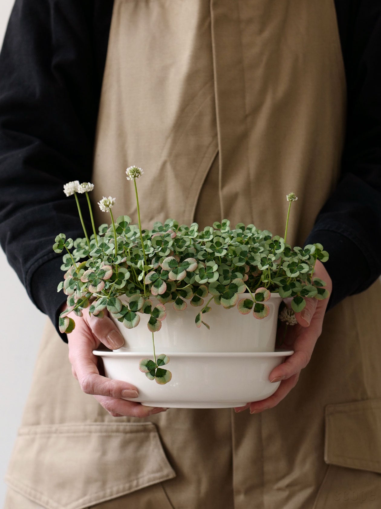 PIENIWA ミドル。3号ポットが収まりやすく、キッチンハーブの育成にぴったり