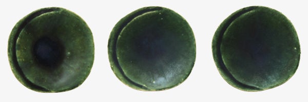 ウメッス残りわずか