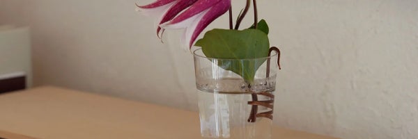 花掛け再入荷